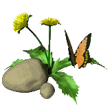 butterfly that links to drawme gallery